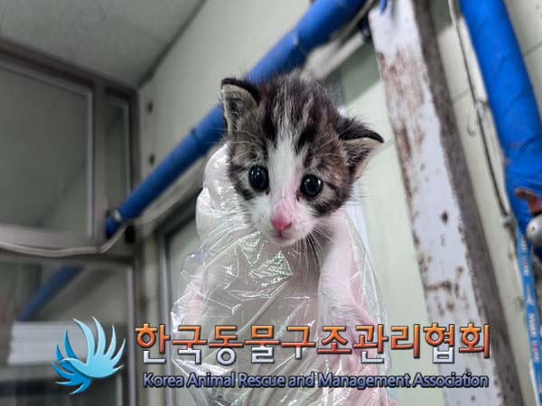 한국동물구조관리협회_441404202400512